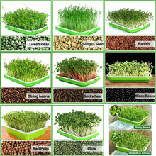 Load image into Gallery viewer, Germination Machine-Healthy & Green