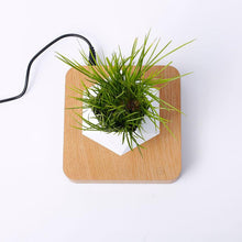 Load image into Gallery viewer, The Flying Fern Magnetic Levitation Planter for Home & Office Decor