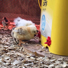 Load image into Gallery viewer, Horizontal Side Mount Chicken Waterer

