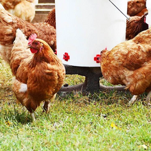 Load image into Gallery viewer, Horizontal Side Mount Chicken Waterer
